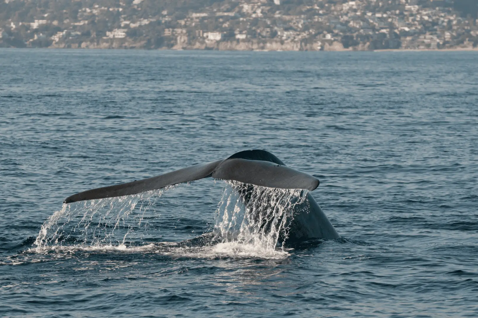 Whale tail fluke splashing near coastline